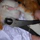 Image for article titled If You Can't Buy It, Build It: Wanky The Safety Cat